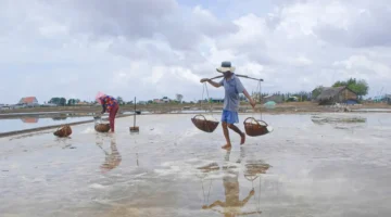 أمطار غير موسمية تضرب الإنتاج الزراعي في منطقة دلتا نهر ميكونغ